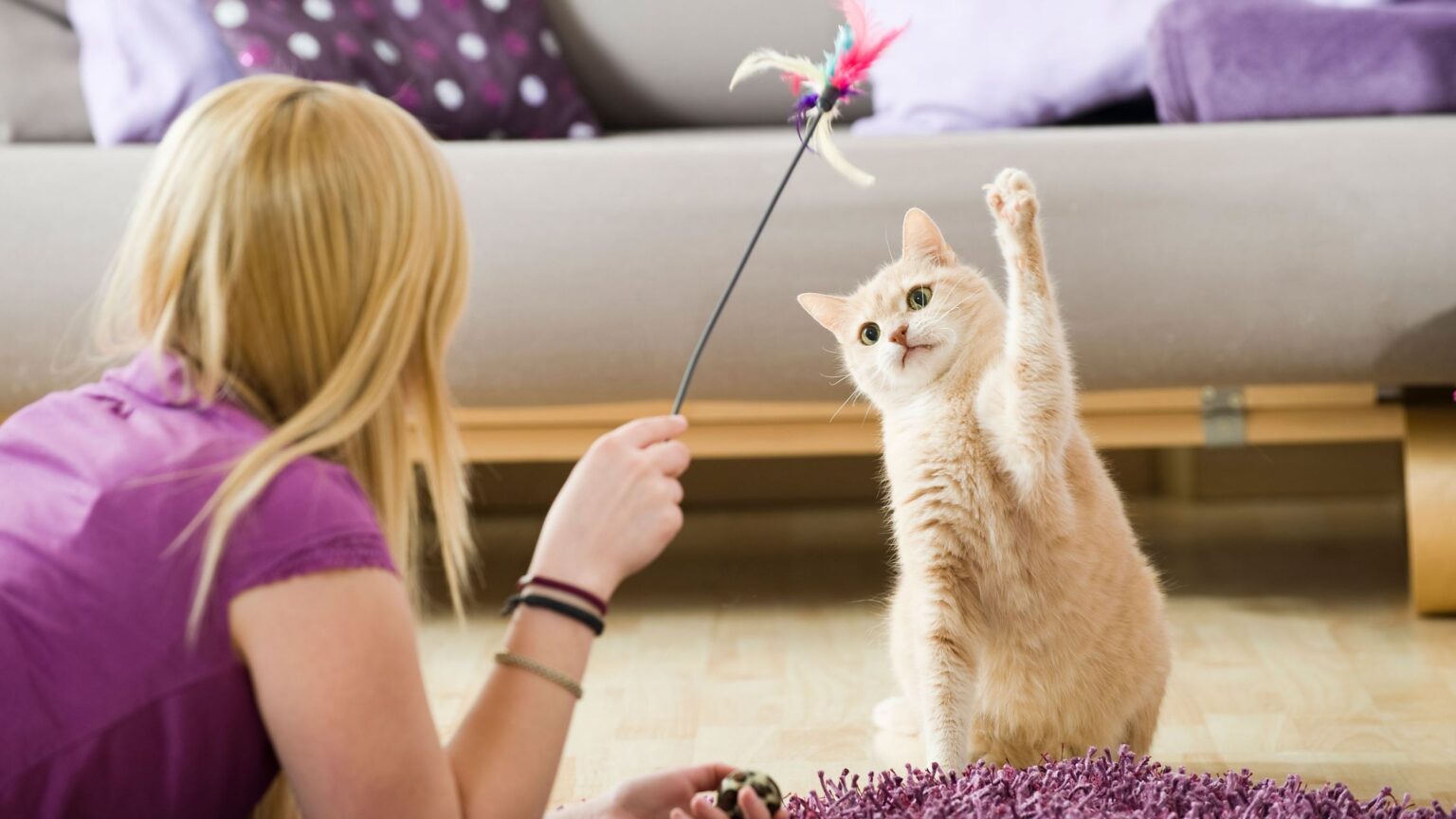 Cat for a Sitter