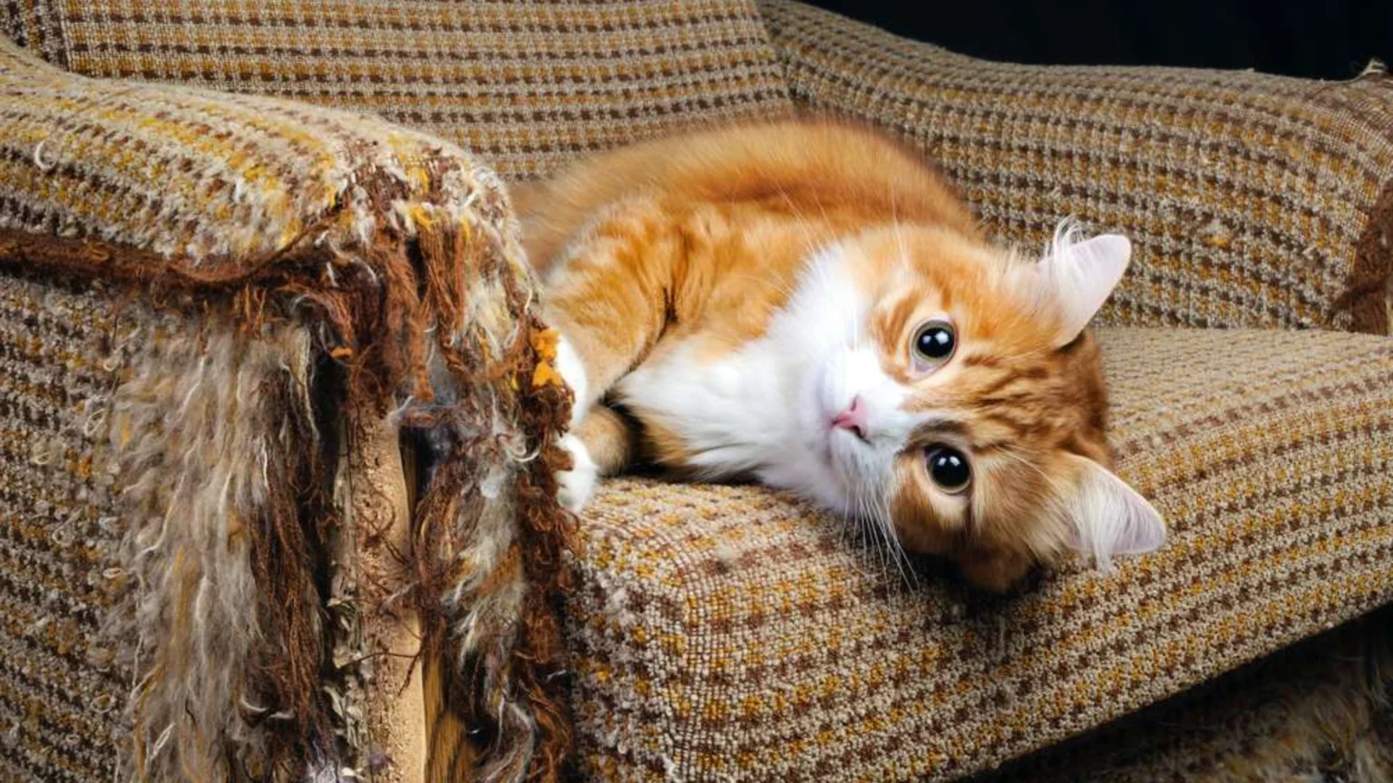 Cats From Scratching Furniture