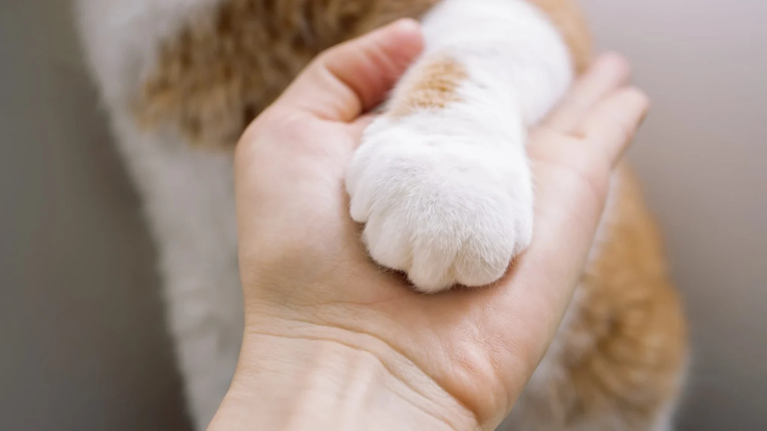 Declawing is Bad for Your Cat