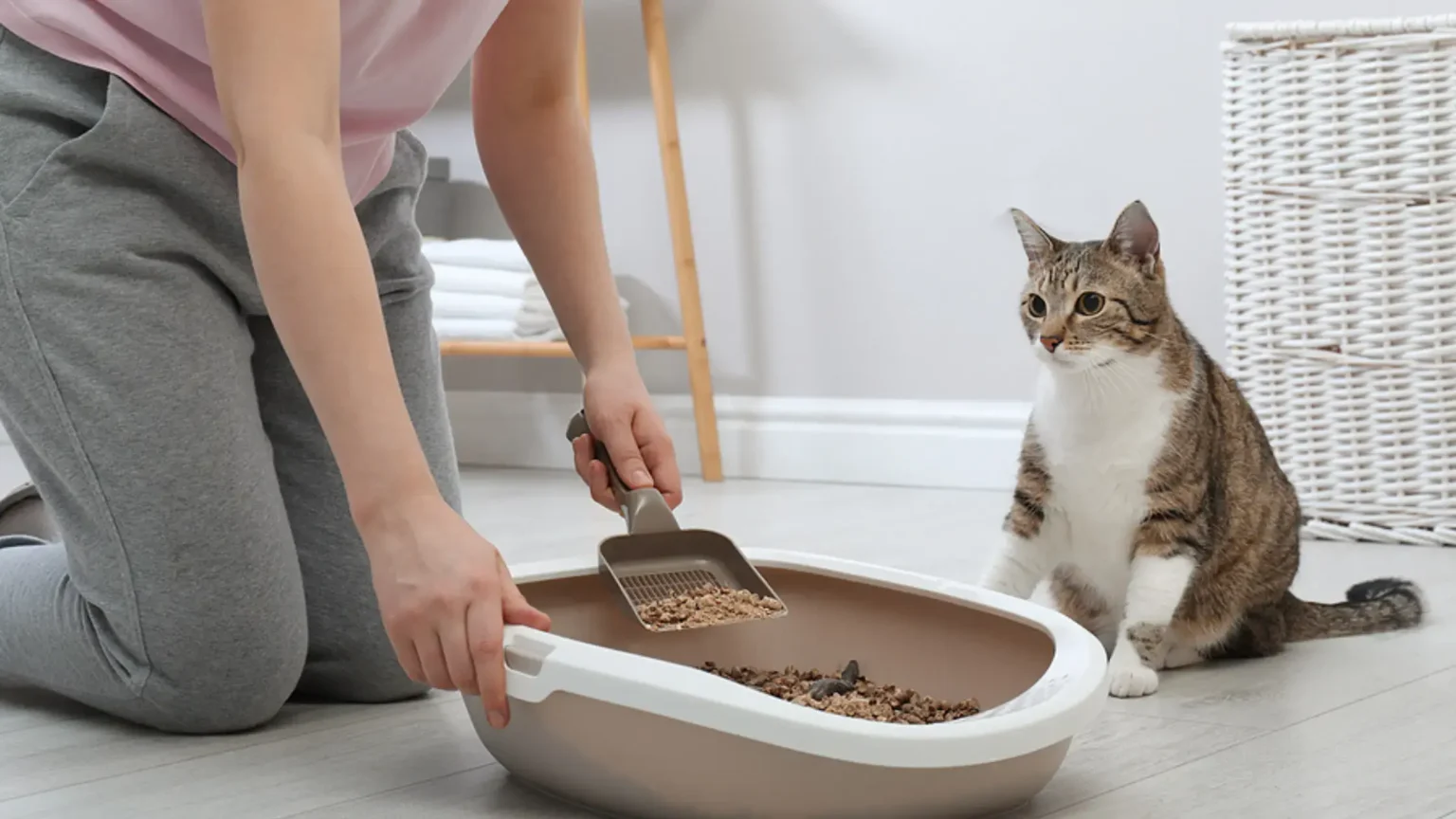 A person kneeling to scoop a cat's litter box while a brown and white tabby cat sits attentively next to it on a light-colored floor, showing Why Cats Go Outside of Their Litter Boxes.