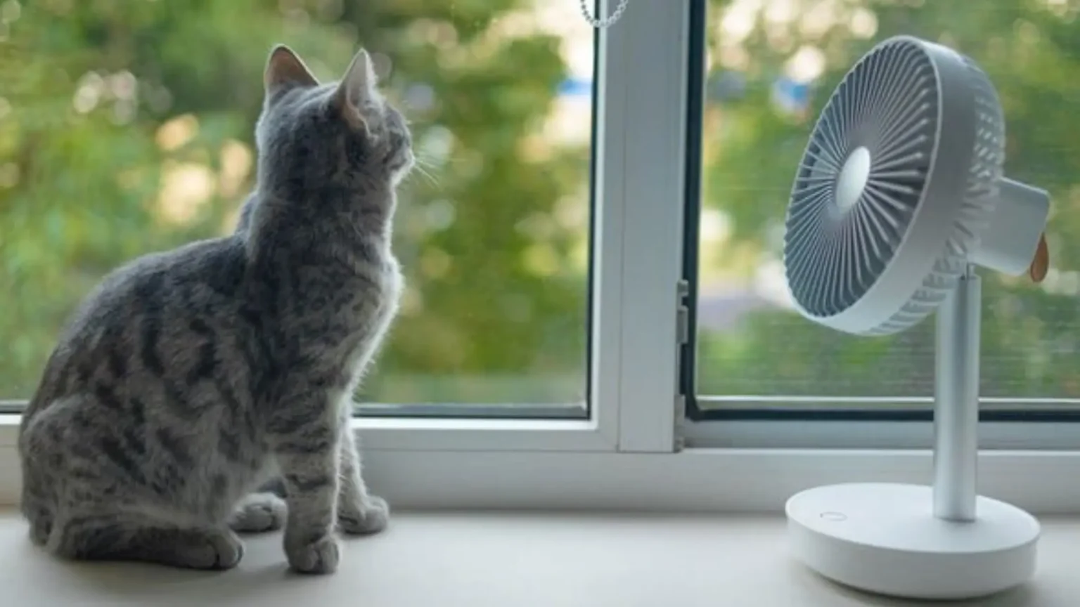 A gray tabby cat sitting on a white windowsill, looking out the window towards green trees, with a small white portable fan to its right, showing how to keep cats cool in summer.