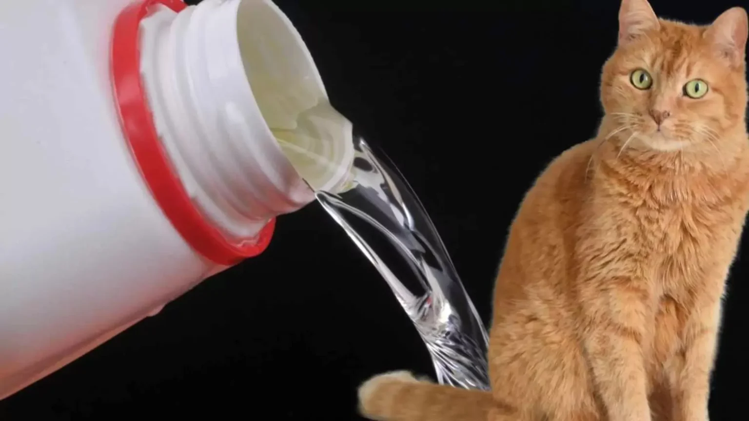 An orange tabby cat sitting on the right side of the frame, looking towards a white bottle on the left from which clear liquid (bleach) is pouring out, against a black background, showing why cats attract to the smell of bleach.