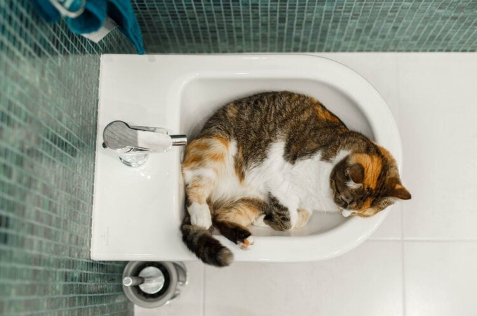 why do cat likes to sleep in sinks