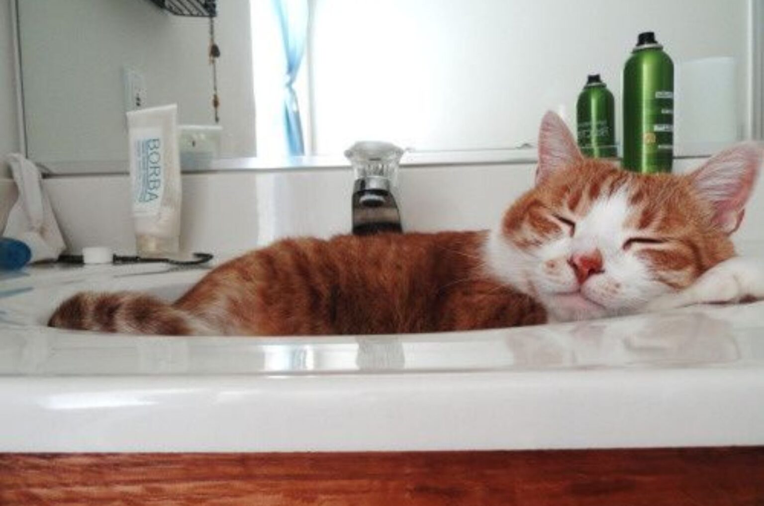 why do cat sleeps in bathroom