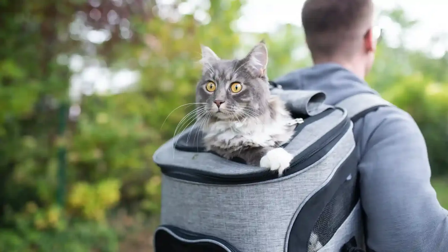 Gray cat in a backpack carrier. This image is for a blog on "cat travel tips".