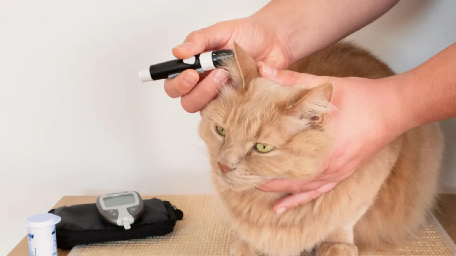 make it short A person tests a light orange cat's blood sugar using a lancing device on its ear, illustrating management for cats and diabetes.