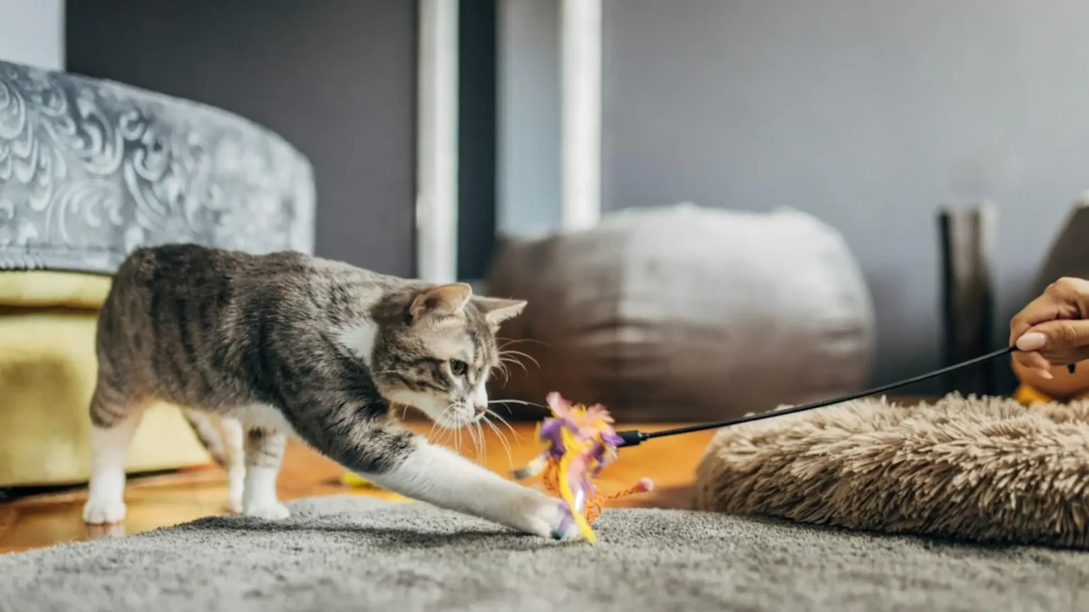 Grey tabby cat playing with a toy on a string. An indoor cat enrichment idea.