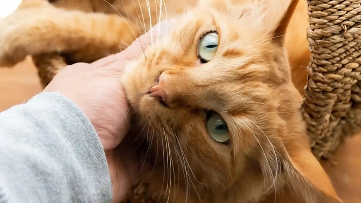 Cat biting hand of a person, highlighting the importance of understanding the cat body language.