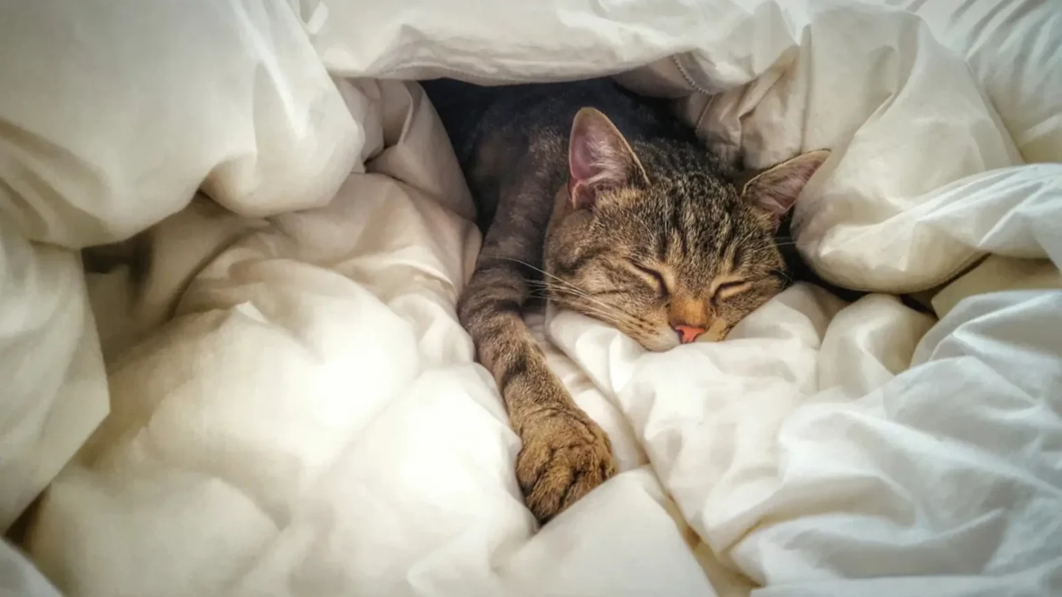 Tabby cat sleeping soundly under white blankets.
