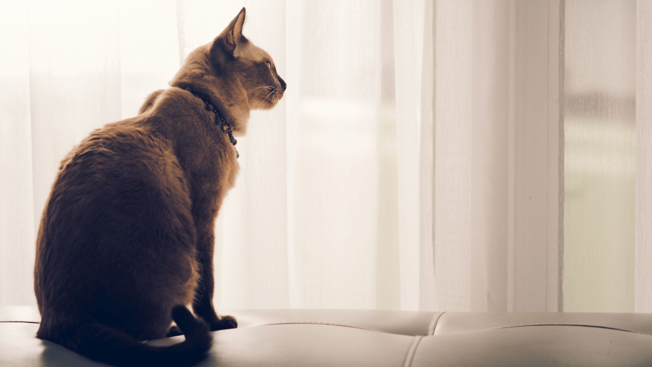 Key Factors Influencing Alone Time