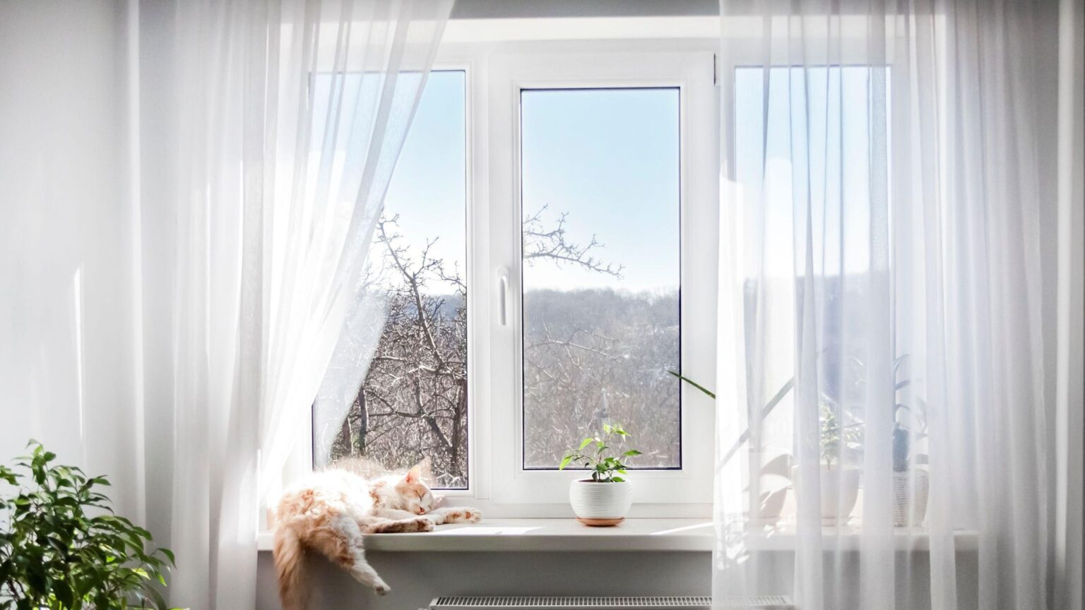 How Long Can You Leave Your Cat Alone?
