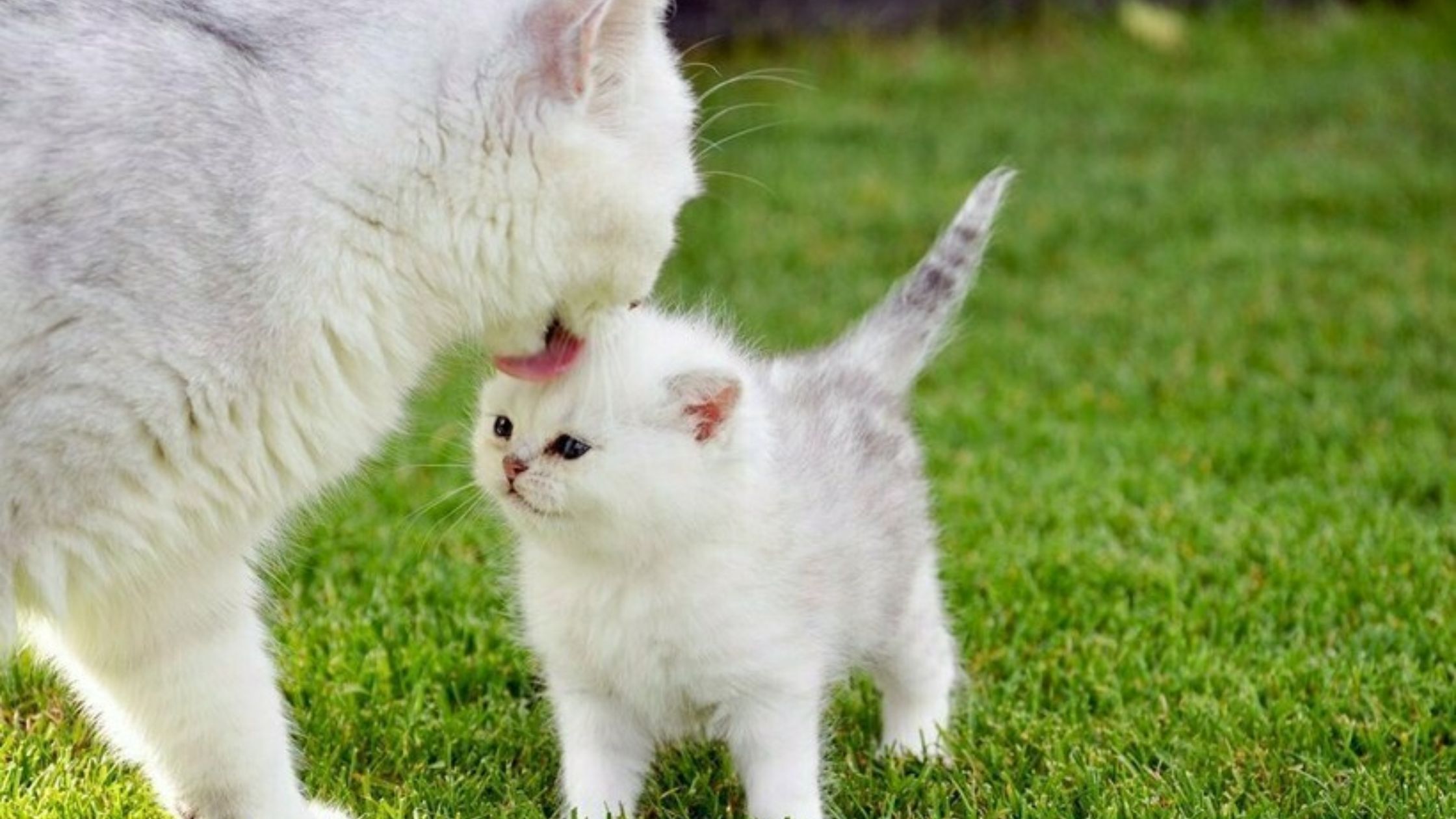 Special Considerations for Kittens and Adult Cats