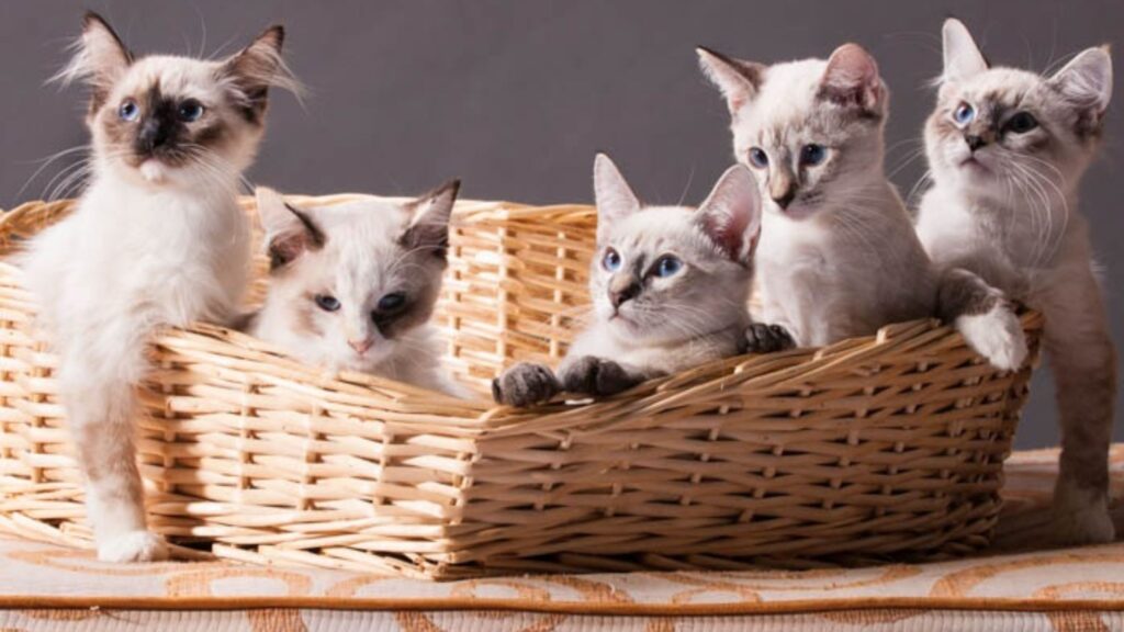 cat adoption NYC