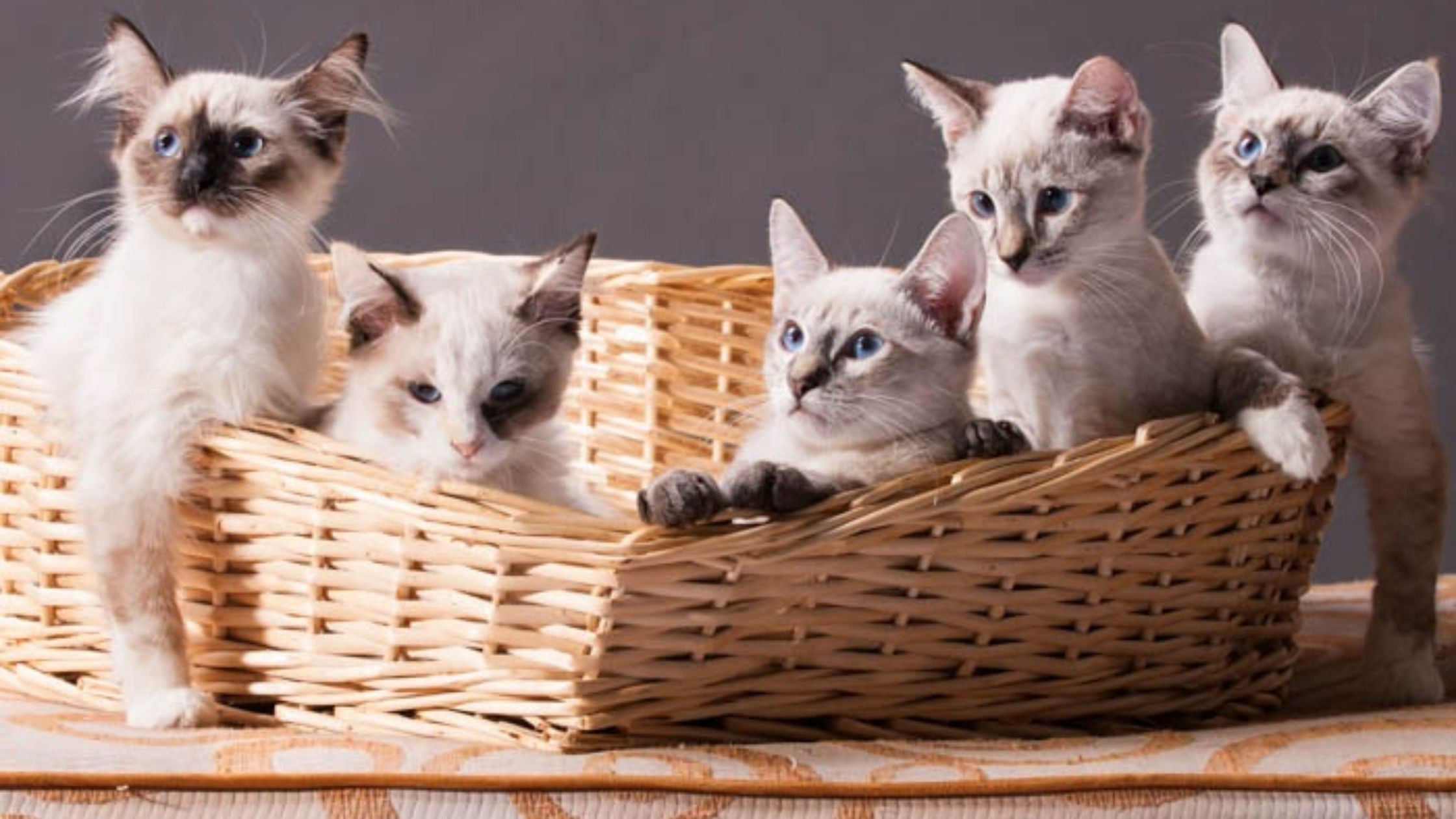 cat adoption NYC