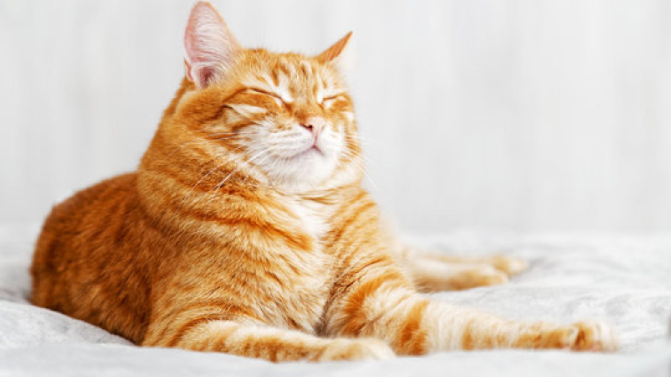 how to approach a cat