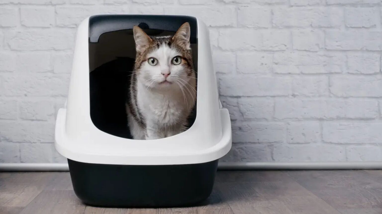 cat litter box problems in apartments