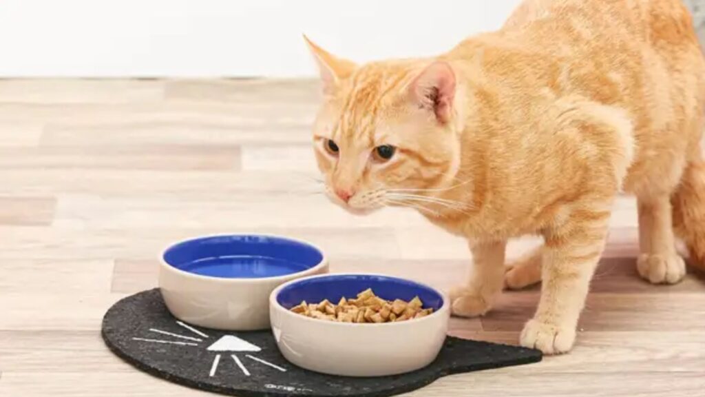 wireless cat water fountain