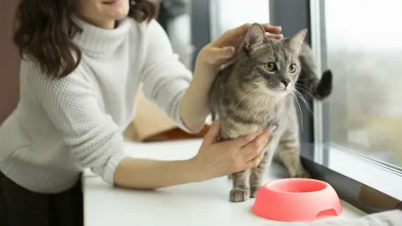 cat sitter NYC
