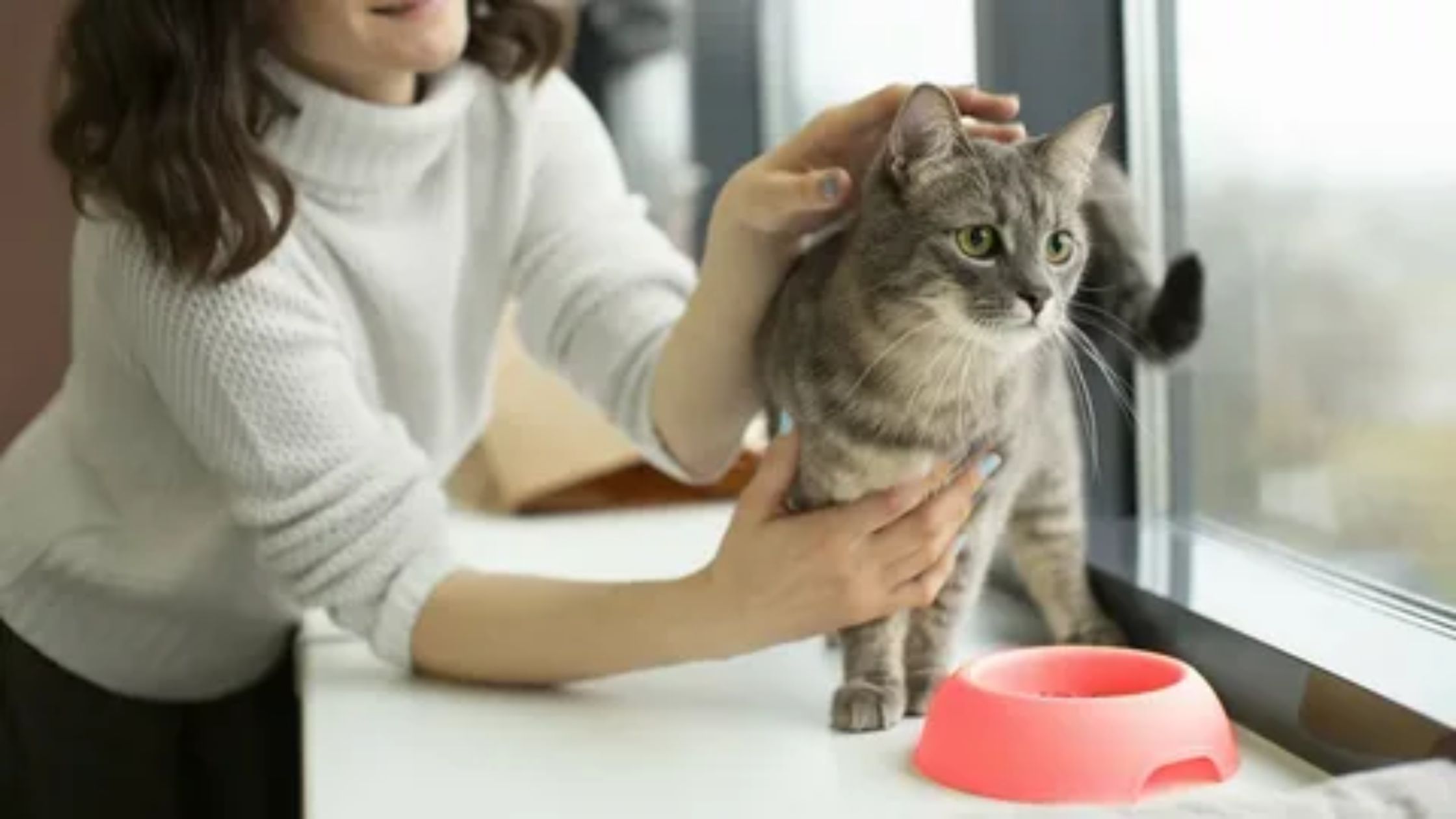 cat sitter NYC