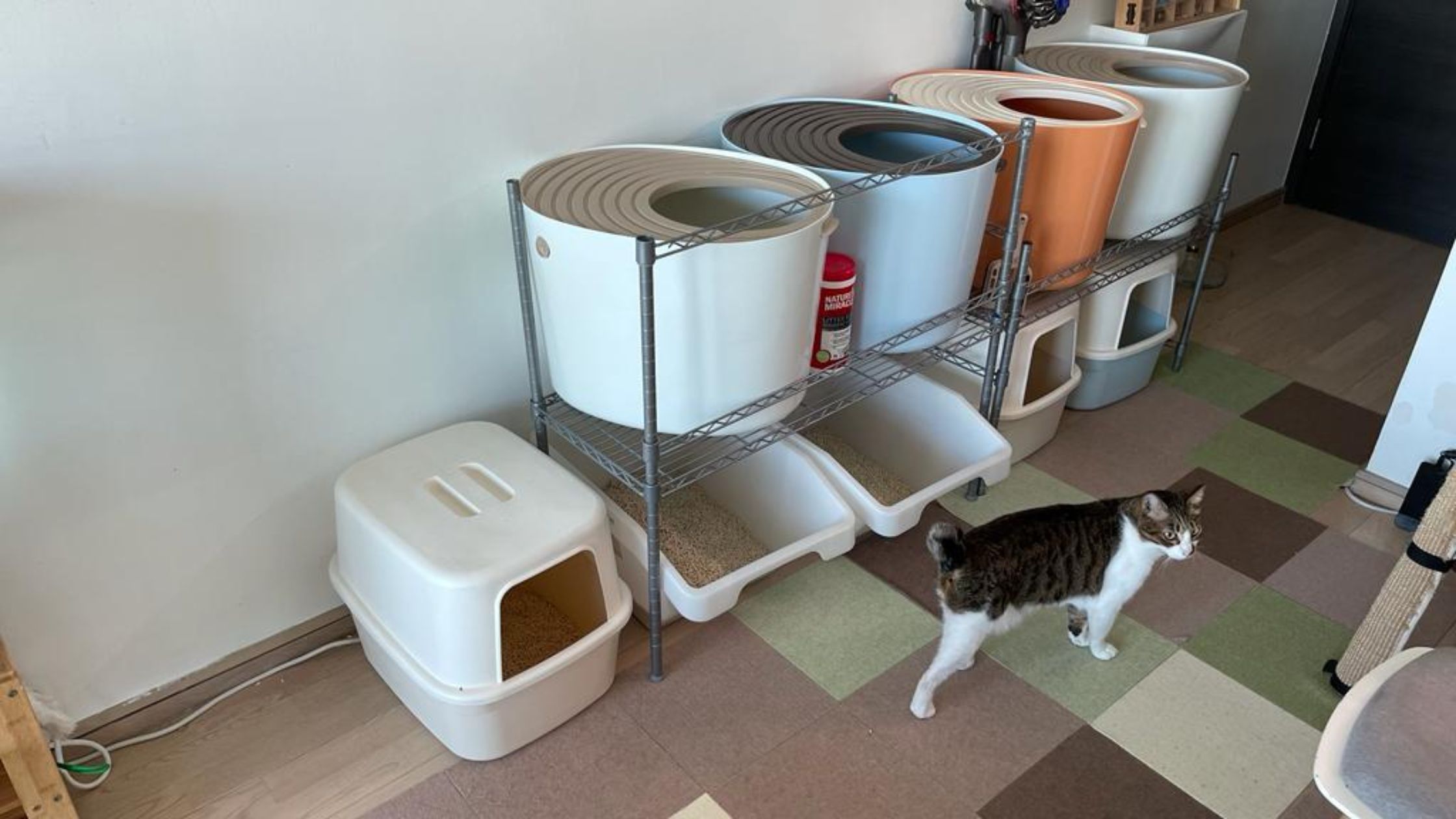 Top Spots for a Litter Box in Apartments