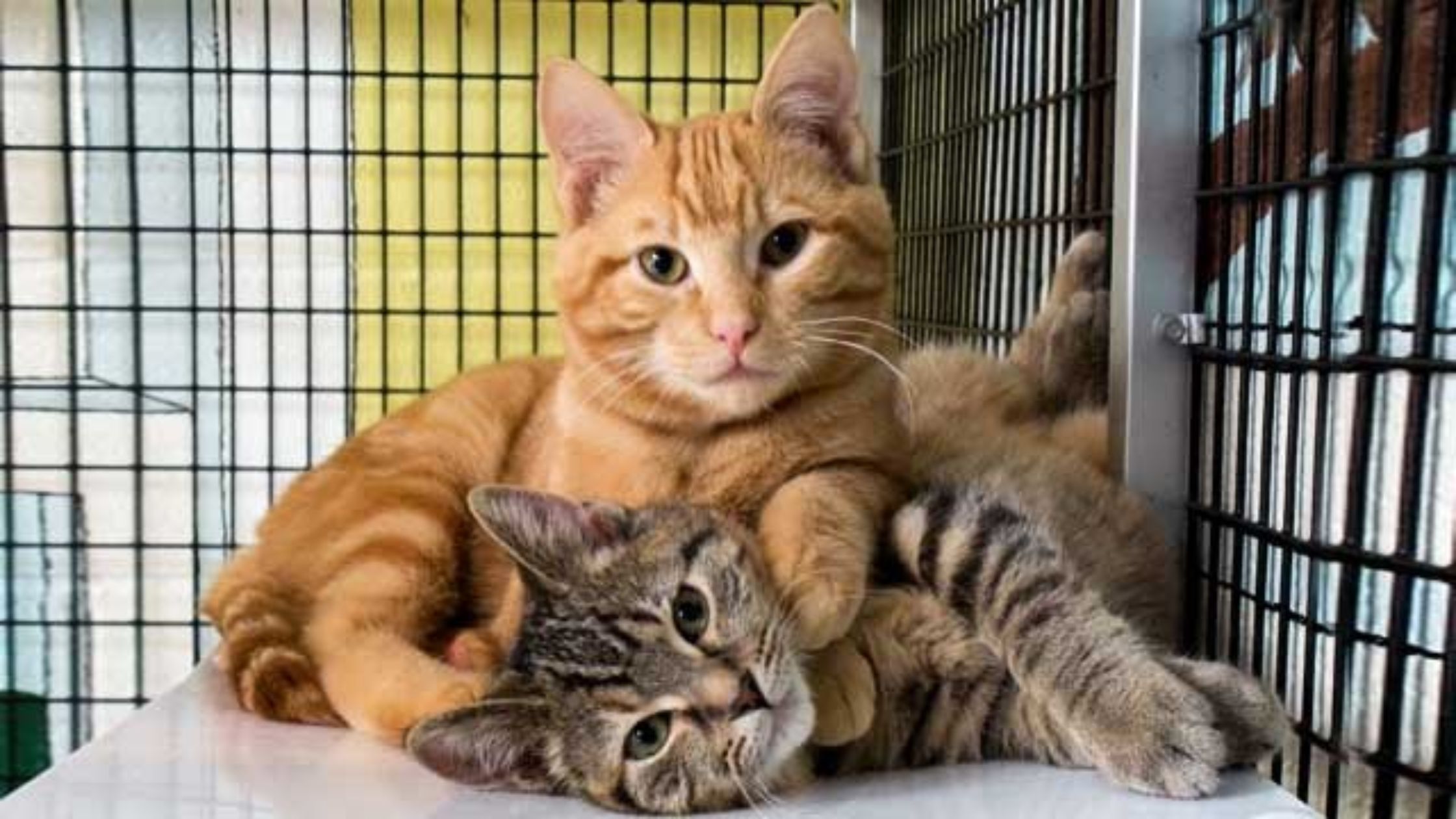 Top Animal Shelters for Cat Adoption